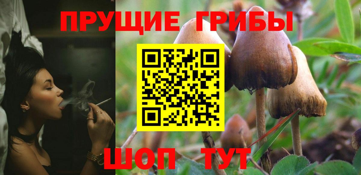 Псилоцибиновые грибы GOLDEN TEACHER  Псилоцибиновые грибы Magic Shrooms  где купить наркотик  Вход с VPN  Ачхой-Мартан 